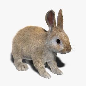 Rabbit (Cream) (FUR)